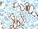 Milk Fat Globule (Breast Epithelial Marker) Monoclonal Antibody (EDM45)