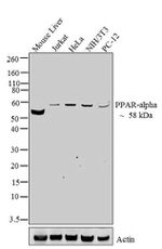 PPAR alpha Polyclonal Antibody