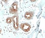 Mammaglobin (SCGB2A2) (Breast Cancer Marker) Recombinant Rabbit Monoclonal Antibody (MGB/4057R)