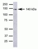 TEK Antibody in Western Blot (WB)