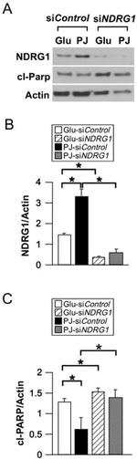 NDRG1 Antibody in Western Blot (WB)