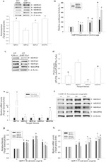 NDRG1 Antibody in Western Blot (WB)