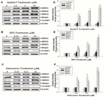 NDRG1 Antibody in Western Blot (WB)