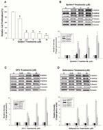 NDRG1 Antibody in Western Blot (WB)