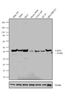 NDRG1 Antibody in Western Blot (WB)