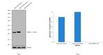 NDRG1 Antibody in Western Blot (WB)