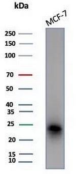 CD99/MIC2 (Ewing's Sarcoma Marker) Antibody in Western Blot (WB)