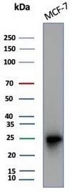 CD99/MIC2 (Ewing's Sarcoma Marker) Antibody in Western Blot (WB)