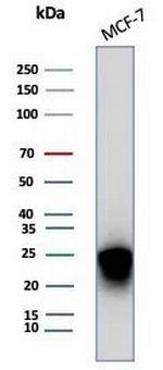 CD99/MIC2 (Ewing's Sarcoma Marker) Antibody in Western Blot (WB)