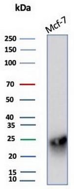 CD99/MIC2 (Ewing's Sarcoma Marker) Antibody in Western Blot (WB)