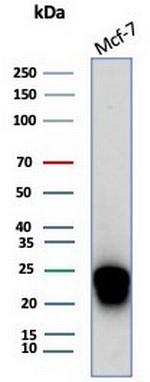 CD99/MIC2 (Ewing's Sarcoma Marker) Antibody in Western Blot (WB)