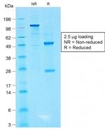 CD99/MIC2 (Ewing's Sarcoma Marker) Antibody in SDS-PAGE (SDS-PAGE)