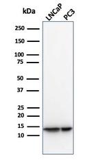 MIF (Macrophage Migration Inhibitory Factor) Antibody in Western Blot (WB)