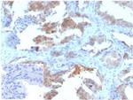 MIF (Macrophage Migration Inhibitory Factor) Antibody in Immunohistochemistry (Paraffin) (IHC (P))