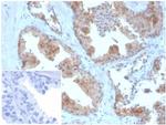 MIF (Macrophage Migration Inhibitory Factor) Antibody in Immunohistochemistry (Paraffin) (IHC (P))