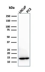 MIF (Macrophage Migration Inhibitory Factor) Antibody in Western Blot (WB)