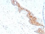 MIF (Macrophage Migration Inhibitory Factor) Antibody in Immunohistochemistry (Paraffin) (IHC (P))
