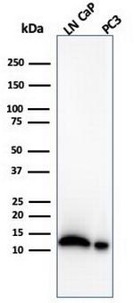 MIF (Macrophage Migration Inhibitory Factor) Antibody in Western Blot (WB)
