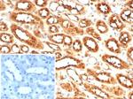 MIF (Macrophage Migration Inhibitory Factor) Antibody in Immunohistochemistry (Paraffin) (IHC (P))
