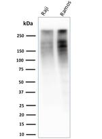 Ki-67 Antibody in Western Blot (WB)