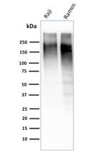 Ki-67 Antibody in Western Blot (WB)
