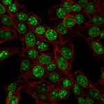 Ki-67 Antibody in Immunocytochemistry (ICC/IF)