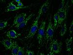 Complex I Monoclonal Antibody (18G12BC2)