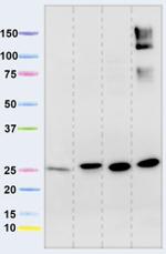 NDUFS3 Monoclonal Antibody (17D95)