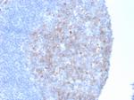CD10 (Membrane Metalloendopeptidase) Antibody in Immunohistochemistry (Paraffin) (IHC (P))