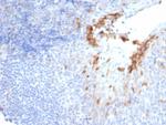 CD10 (Membrane Metalloendopeptidase) Recombinant Rabbit Monoclonal Antibody (MME/6696R)