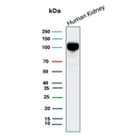 CD10 (Membrane Metalloendopeptidase) Antibody in Western Blot (WB)
