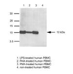 IL-8 (CXCL8) Antibody in Western Blot (WB)