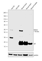 NR5A1 Monoclonal Antibody (N1665)
