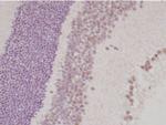 TLX Monoclonal Antibody (H6510)