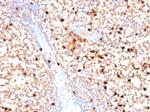 Myeloperoxidase/MPO Antibody in Immunohistochemistry (Paraffin) (IHC (P))