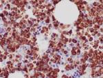 Myeloperoxidase/MPO Antibody in Immunohistochemistry (Paraffin) (IHC (P))
