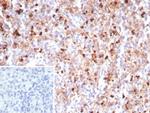 Myeloperoxidase/MPO Recombinant Rabbit Monoclonal Antibody (MPO/8290R)