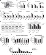 NDUFS3 Antibody in Western Blot (WB)