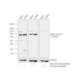 Phospho-GRK2 (Ser670) Polyclonal Antibody