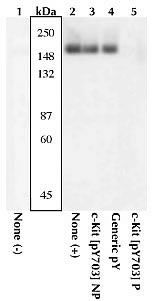 Phospho-c-Kit (Tyr568, Tyr570) Antibody