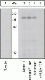 Phospho-c-Kit (Tyr721) Antibody in Western Blot (WB)