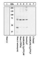 Phospho-MAPKAPK2 (Thr334) Antibody in Western Blot (WB)