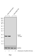Phospho-HSP27 (Ser82) Antibody in Western Blot (WB)