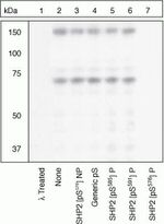 Phospho-SHP2 (Ser576) Antibody in Western Blot (WB)