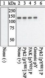 Phospho-PYK2 (Tyr881) Polyclonal Antibody