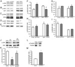 Phospho-Paxillin (Ser178) Antibody in Western Blot (WB)