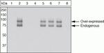Phospho-Paxillin (Ser273) Antibody in Western Blot (WB)