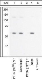 Phospho-PTEN (Ser370) Antibody in Western Blot (WB)