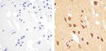 Phospho-PTEN (Thr383) Antibody in Immunohistochemistry (Paraffin) (IHC (P))
