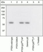Phospho-PTEN (Ser385) Polyclonal Antibody